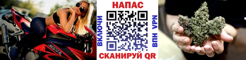 Конопля сатива  Сясьстрой 